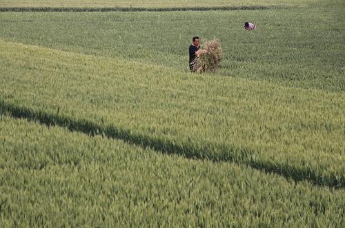 发展改革委公布小麦最低收购价