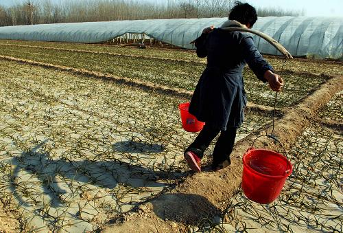 山东:大旱促进农民节水种植