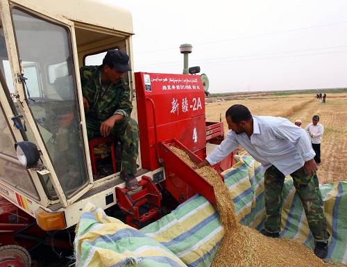 新疆塔里木农民开镰收割小麦