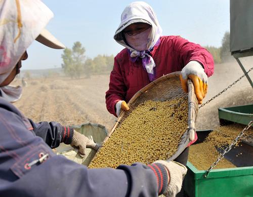 吉林省大豆丰收在望
