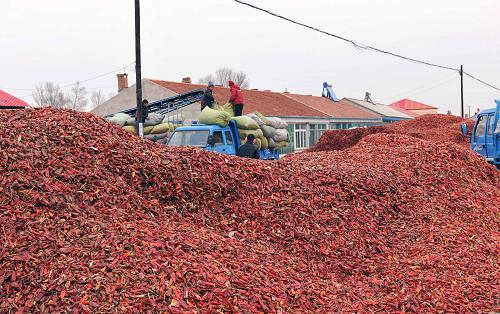 内蒙古开鲁县迎来红干椒销售旺季