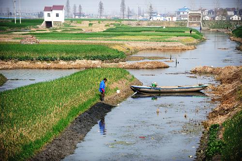 3月10日,江苏省兴化市农民从小河里采集河泥为垛田累肥.图片