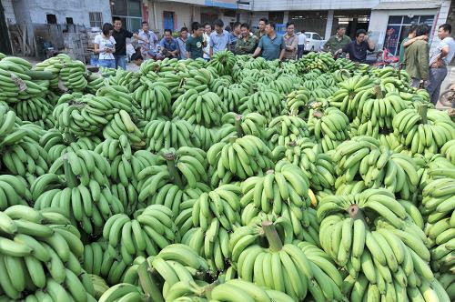 广西坛洛香蕉扎堆早熟 熟蕉一串最低两元钱