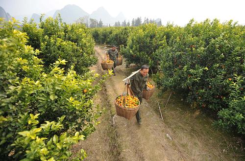 广西:水果产业富壮乡