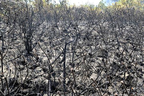 四川凉山州冕宁县发生森林火灾