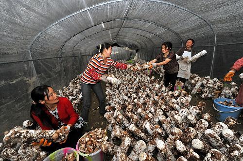灾后重建使青川食用菌产业发展势头强劲