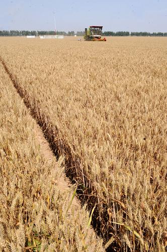 河南:5万亩连片小麦平均亩产超600公斤