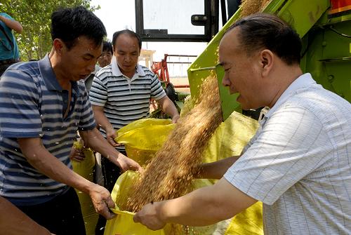 河南:5万亩连片小麦平均亩产超600公斤