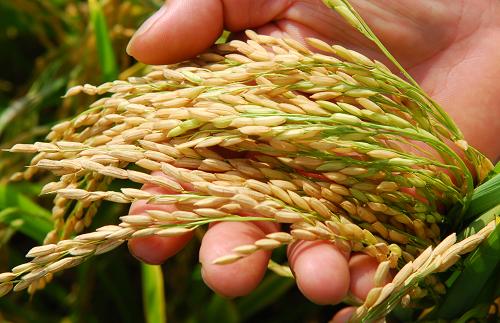广西昭平大面积推广超级稻种植获成功