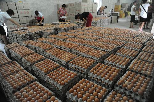 8月6日,在山西运城市新绛县一家大型养鸡场,蛋
