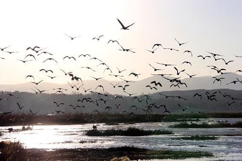 贵州草海越冬候鸟已达10万只