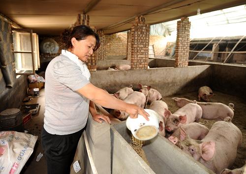 生猪养殖户遭遇市场低迷