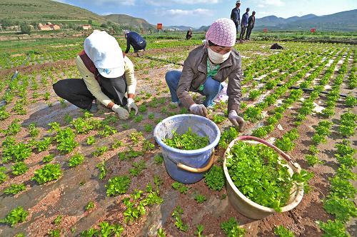西海固:西芹名牌产业促进农民增收