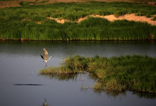 江西都昌启动鄱阳湖湿地生物多样性保护及栖息