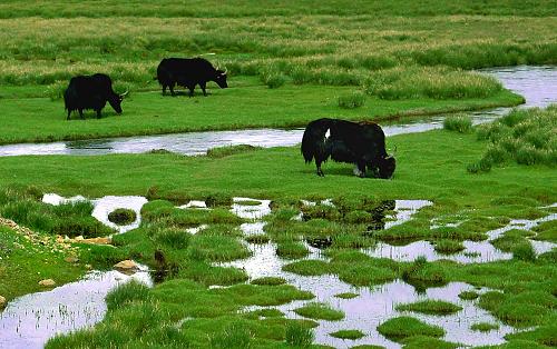 草原牦牛风景图片大全