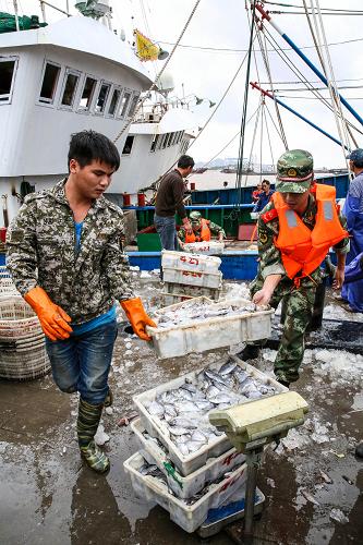 中央气象台发布台风红色预警 浙江沿海做好防台风准备 10月5日,在浙江省舟山市西码头中心渔港,西码头边防派出所官兵帮助渔民加紧卸鱼货。 中央气象台当日发布台风红色警报:今年第23号强台风“菲特”将于5日下午到夜间进入东海东南部海面,以后逐渐向浙闽沿海靠近,并将于6日晚上到7日上午在浙江中部到福建北部沿海登陆。受“菲特”和冷空气的共同影响,5日8时至6日8时,东海大部海域、浙江沿海及杭州湾将有7至9级大风,其中台湾以东洋面和东海东南部的部分海域风力有10至12级。 浙江省舟山市边防、渔政、海事等部门紧急组织人员深入港口、码头一线,引导船舶有序停靠,协助渔民做好各项防台风准备工作。 新华社记者徐昱摄