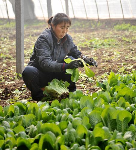 天津静海:农妇当家人带领1万多名村民创业
