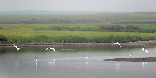 东洞庭湖湿地缩水生物多样性遭破坏