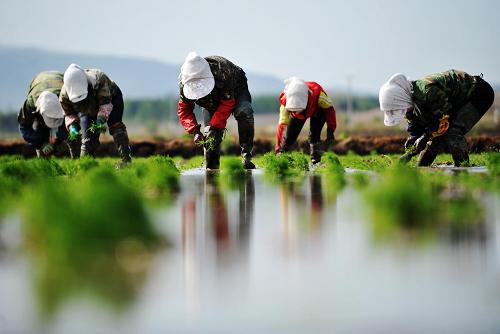 黑龙江2012年水稻种植面积逾5000万亩