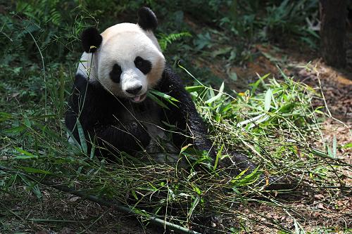 新加坡河川生态园大熊猫竹林举行开幕礼