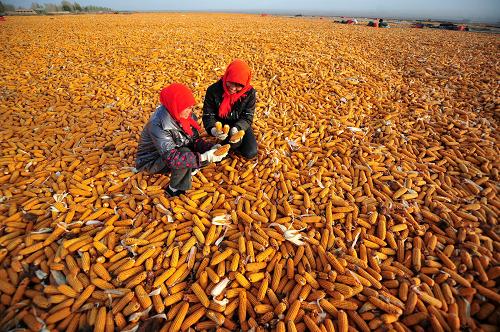 甘肃张掖玉米种子获全国地理标志证明商标