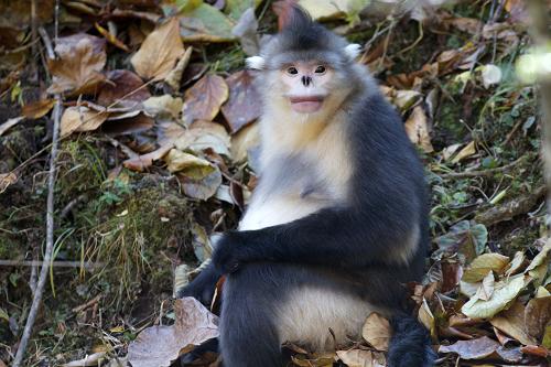 云南滇金丝猴研究中心在白马雪山保护区成立
