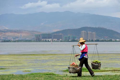 云南大理:万亩生态湿地保护洱海水质