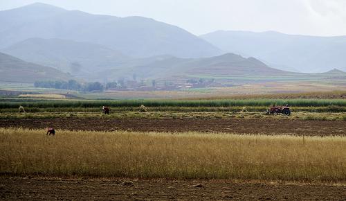 内蒙古呼和浩特市武川县境内农民在收割莜麦(9月19日摄).图片
