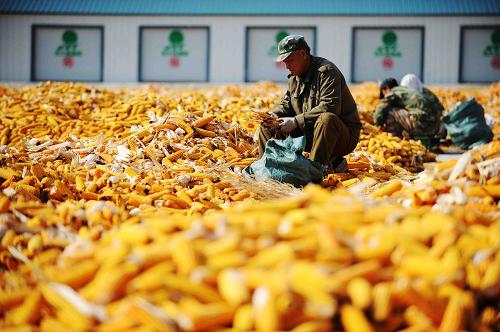 在黑龙江省八五五农场,种植户把玉米没脱干净的皮扒掉(10月14日摄)。新华社记者 王建威 摄