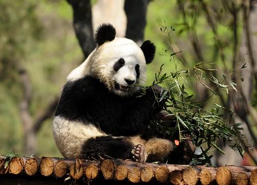 济南动物园内两只雅安大熊猫获昵称