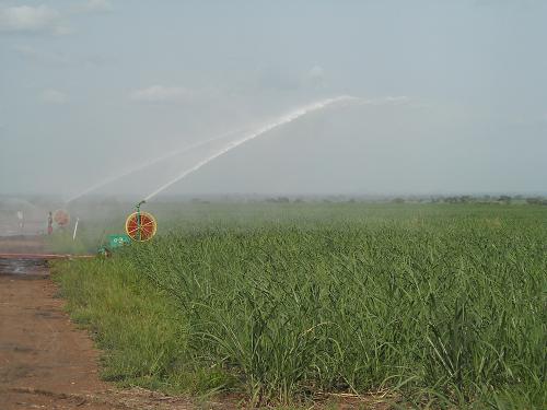 这是2010年5月7日拍摄的多哥阿尼耶糖联在甘蔗种植过程中进行灌溉。