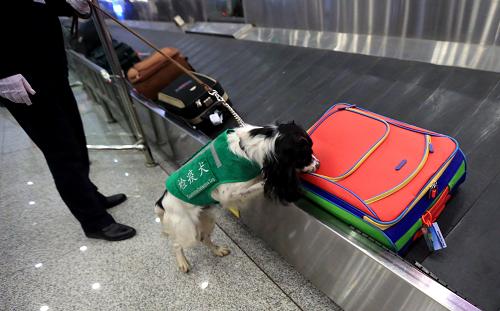 12月10日，昆明机场检验检疫局的检疫犬在机场行李提取大厅嗅查旅客行李箱包。新华社记者 李明放 摄