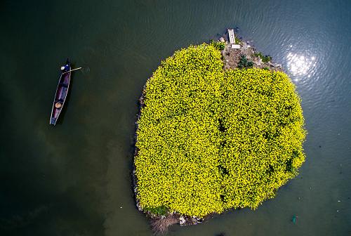 一艘小船从一个种满油菜花的小岛边经过（3月29日摄）。这个小岛原本是丁山河村村民养猪的地方，为了美化村落，减少污染，被改成油菜地。
