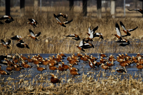 1月11日，一群野鸭在宣化县洋河湿地觅食。新华社记者 杨世尧 摄
