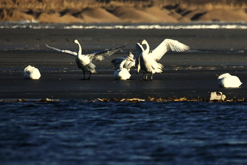 1月11日，一群天鹅在宣化县洋河湿地嬉戏。新华社记者 杨世尧 摄