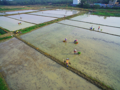 1月11日，海南琼海市嘉积镇的农民在稻田里插秧。新华社发（蒙钟德 摄）