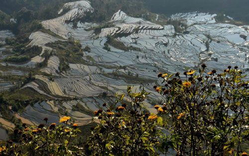 这是云南省红河州元阳县野花掩映下的哈尼梯田美景（1月11日摄）。
