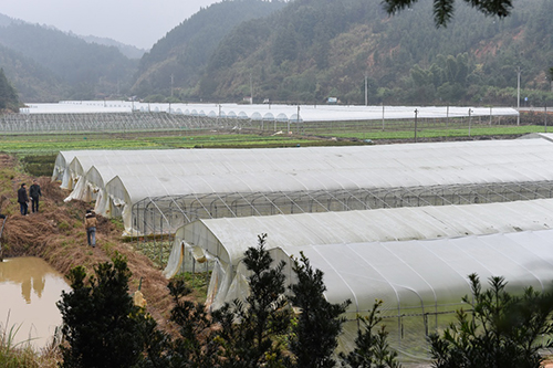 南平市延平区恒丰果蔬专业合作社大棚蔬菜种植基地一角（1月20日摄）。