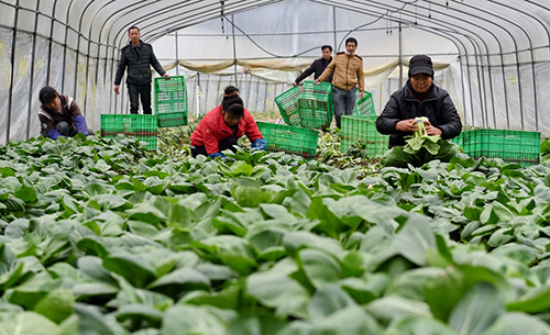 福建省级示范合作社“南平市延平区恒丰果蔬专业合作社”的社员在大棚蔬菜种植基地采摘“上海青”（1月20日摄）。