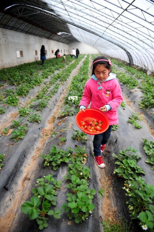 3月6日，来自郑州市的游客在河南中牟的草莓种植基地里采摘草莓。新华社记者 冯大鹏 摄