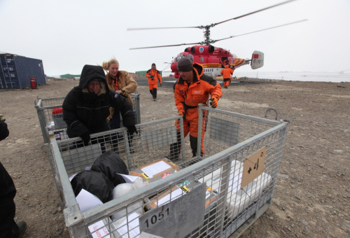 3月8日，中国考察队员在戴维斯站帮助澳方工作人员将物资搬运上中方直升机。新华社记者 朱基钗 摄