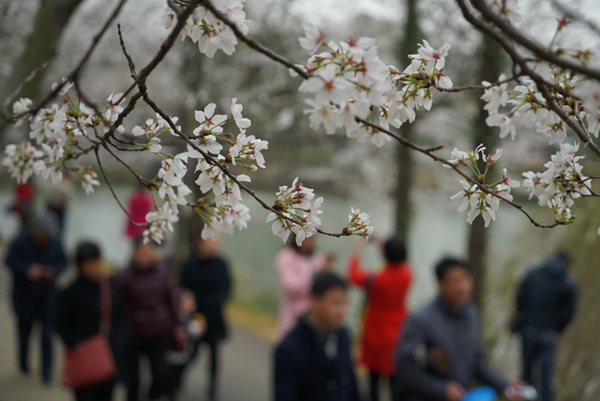 3月12日，游客们从樱花树下走过。时值樱花花期，江西南昌市江西省林业科学院种植的大片樱花林花朵竞相开放。如雪般的樱花与游人、湖水相映成画，烘托出春天的气息。新华社记者 周密 摄