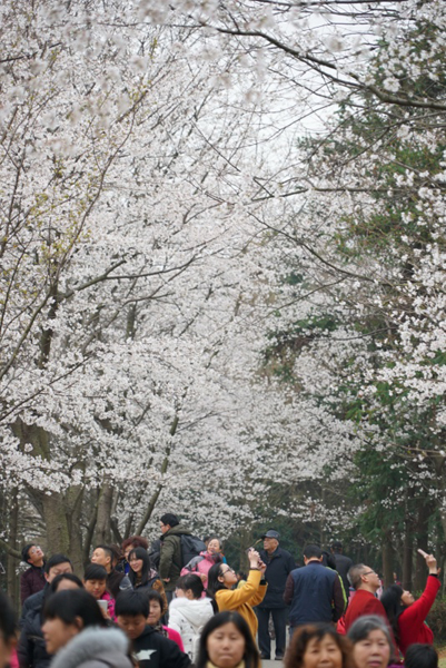 3月12日，游客在观赏樱花。新华社记者 周密 摄