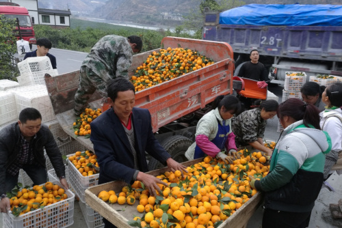 3月27日，在石棉县安顺场，果农在分拣黄果柑准备装箱，通过电商物流平台发往外地。新华社记者 江宏景 摄