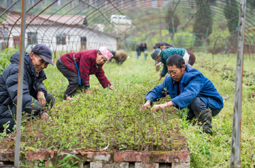 3月24日，在三峡库区大型中山杉育苗基地内，工人们在对扦插育苗床进行除杂草作业。