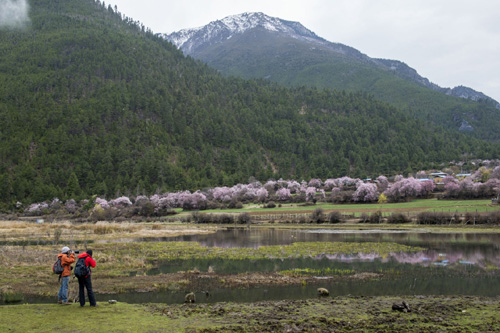 游客在西藏波密县境内拍摄美景（3月31日摄）。
