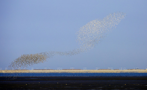 4月4日，成群候鸟汇集在辽宁丹东鸭绿江湿地上空。近日，辽宁丹东鸭绿江边迎来大批迁徙水鸟，它们或在江边滩涂觅食，或成群结队起飞，场面蔚为壮观。