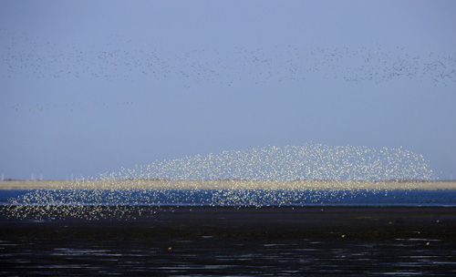 4月4日，成群候鸟汇集在辽宁丹东鸭绿江湿地上空。