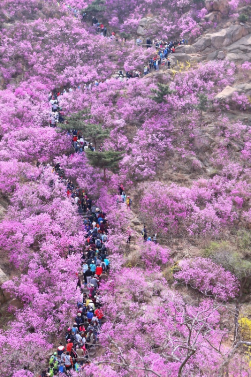 4月5日，游客在山东青岛大珠山上观赏盛开的野生杜鹃花。新华社发（梁孝鹏 摄）