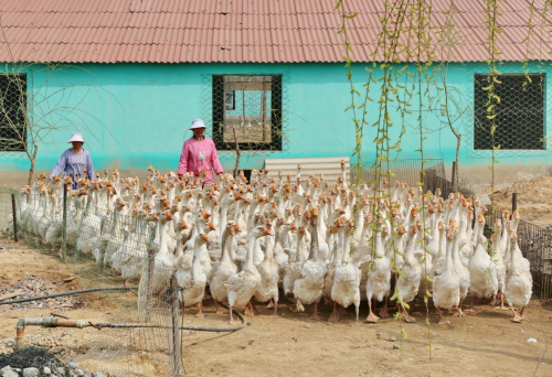 4月6日，迁安市正农鹅养殖公司的工人将一群种鹅赶出鹅舍。新华社记者 杨世尧 摄